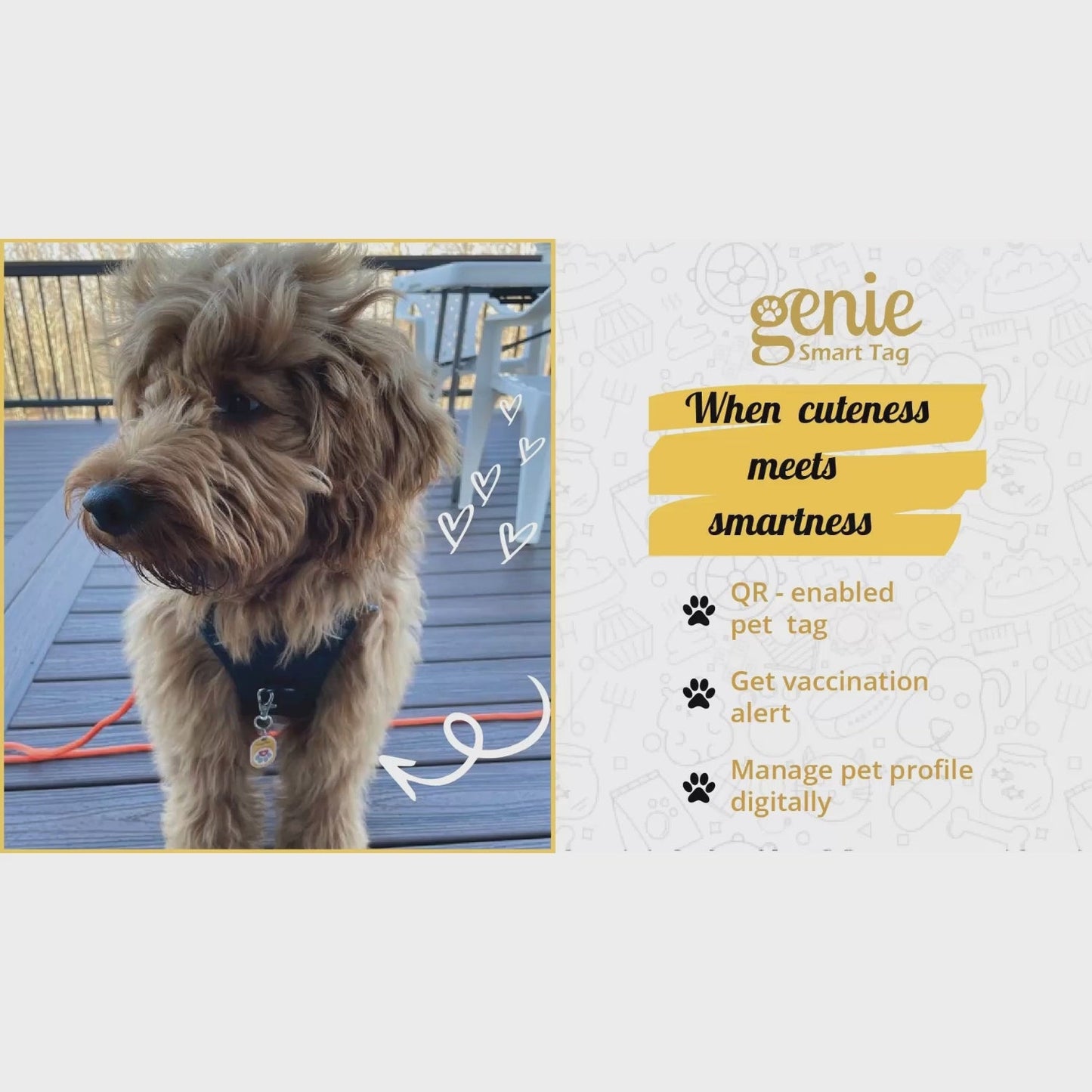 Genie Pet Tag Oval